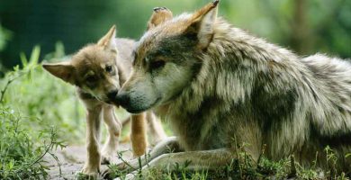 Lobo gris mexicano (Canis lupus baileyi)