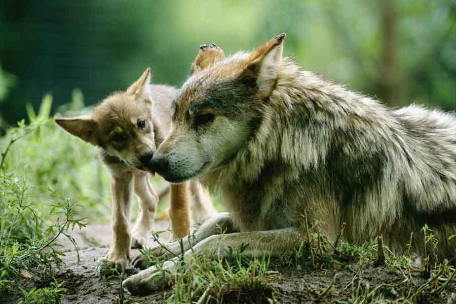 Lobo gris mexicano (Canis lupus baileyi)