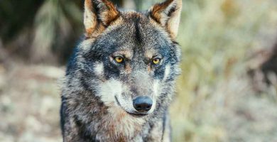 Lobo ibérico (Canis lupus signatus)