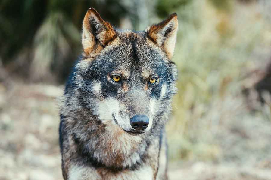 Lobo ibérico (Canis lupus signatus)