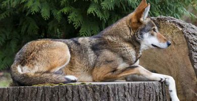 Lobo rojo (Canis rufus)