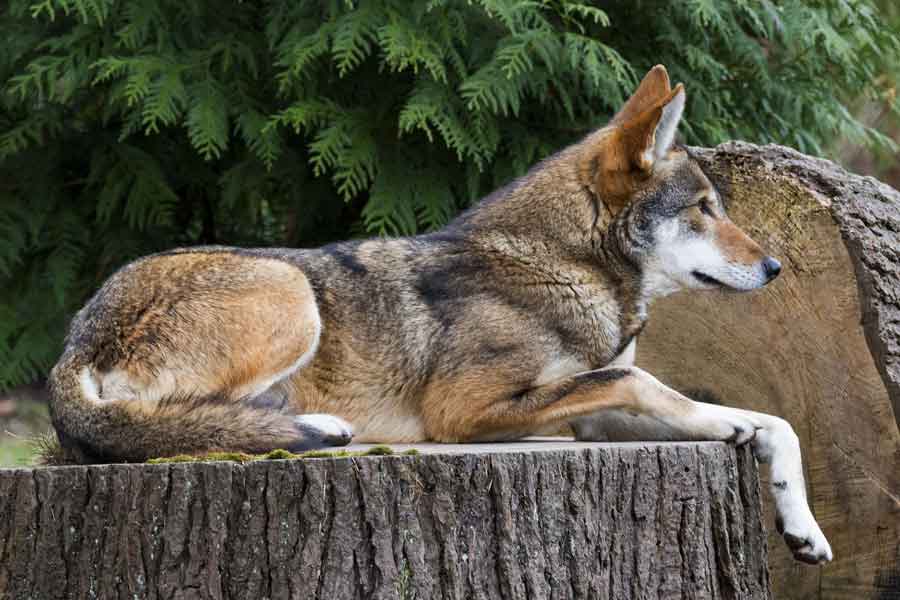 Lobo rojo (Canis rufus)