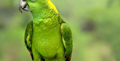 Lora de nuca amarilla (Amazona auropalliata)