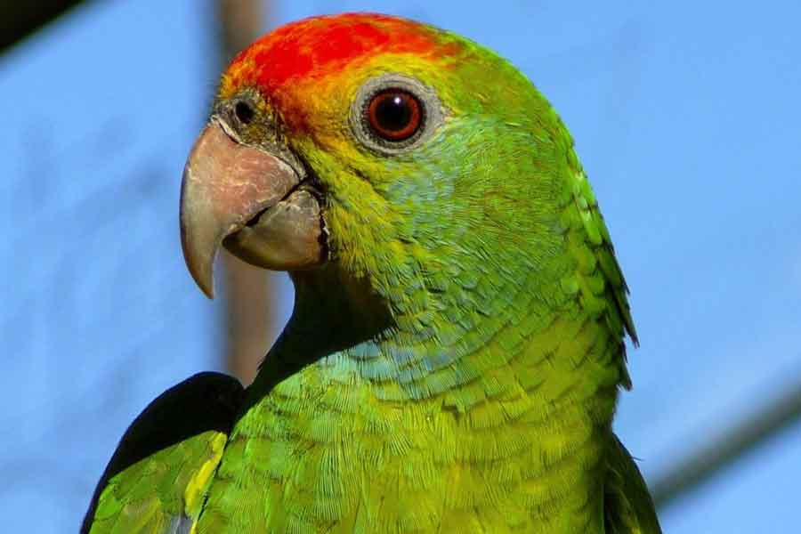 Loros (Amazona xantholora, Amazona albifrons)