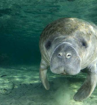 Manatí de las Indias Occidentales (Trichechus manatus latirostris, Trichechus manatus manatus)