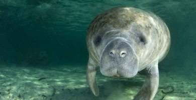 Manatí de las Indias Occidentales (Trichechus manatus latirostris, Trichechus manatus manatus)