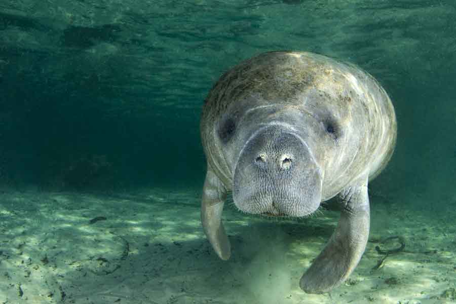 Manatí de las Indias Occidentales (Trichechus manatus latirostris, Trichechus manatus manatus)