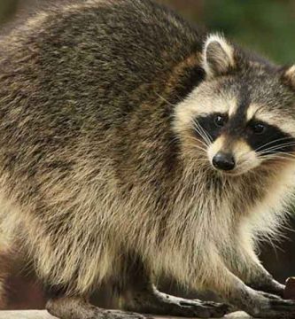 Mapache de Cozumel (Procyon pygmaeus)