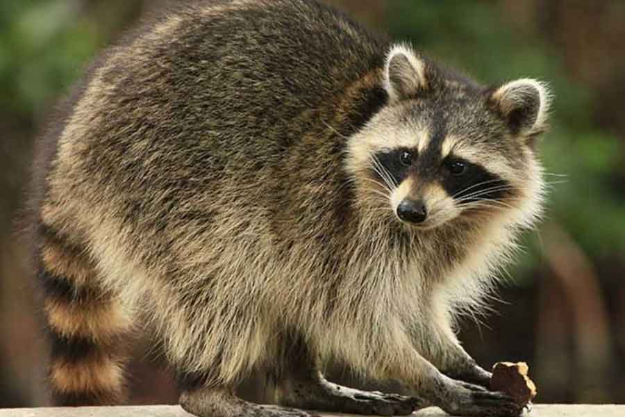 Mapache de Cozumel (Procyon pygmaeus)