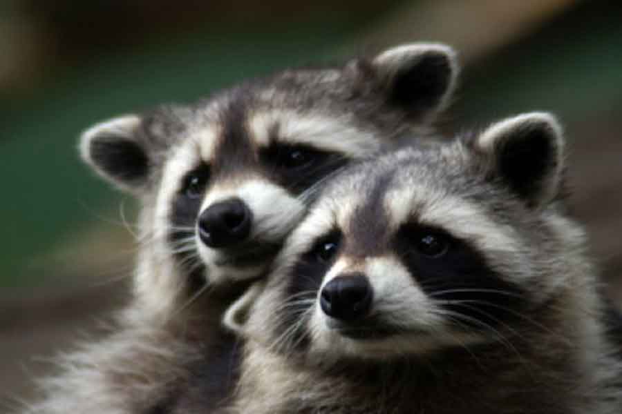 Mapache de las Tres Marías (Procyon lotor/Procyon insularis)