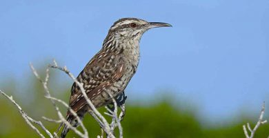 Matraca (Campylorhynchus yucatanicus)