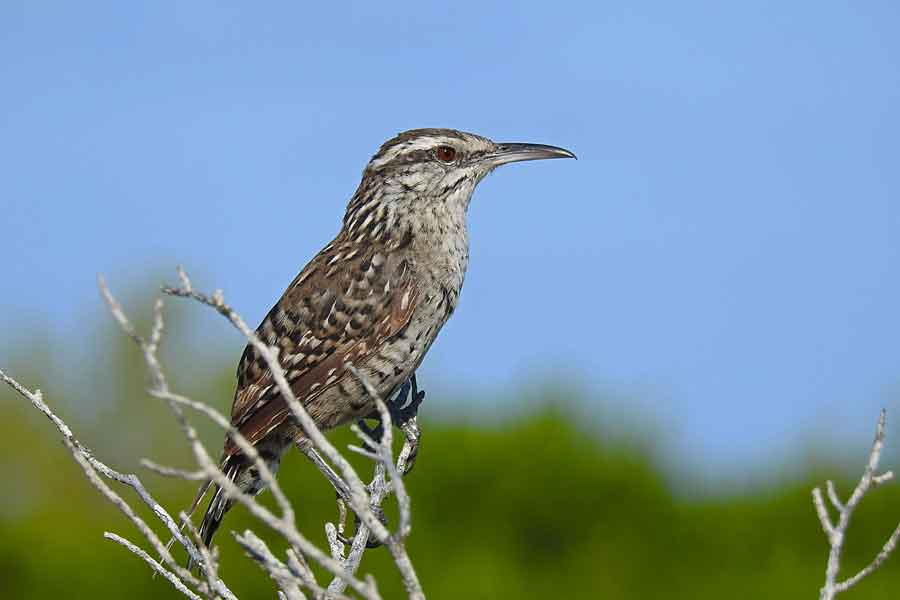 Matraca (Campylorhynchus yucatanicus)