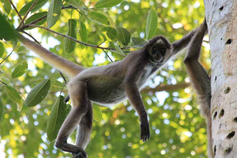 Mono araña de cabeza café (Ateles fusciceps)