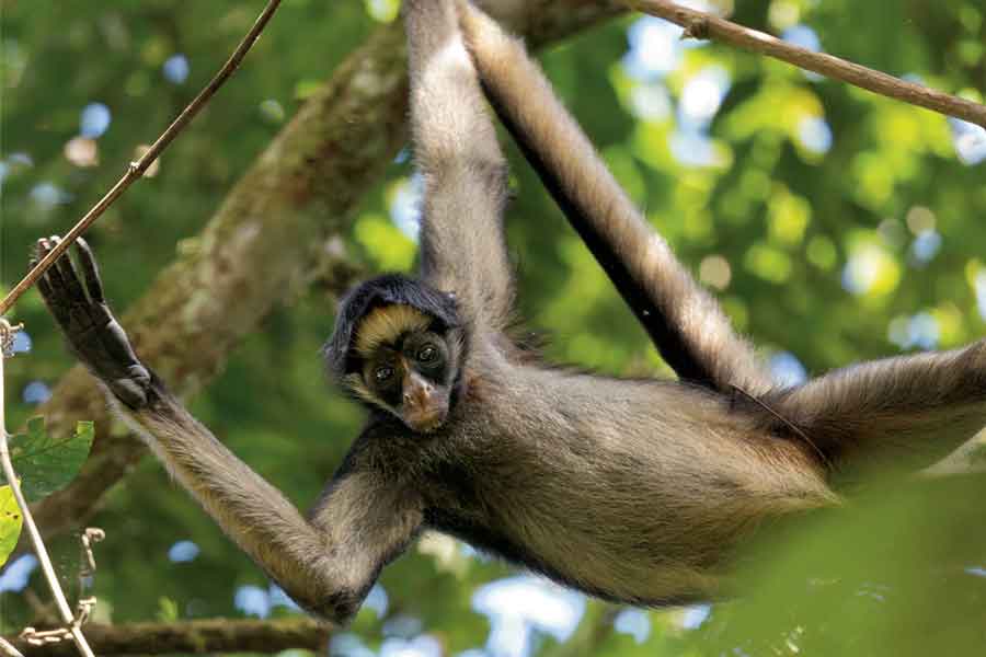 Mono araña (Ateles geoffroyi)