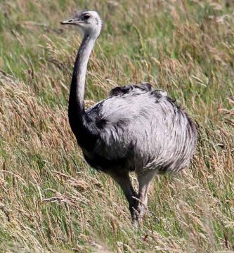 Ñandú (Rhea americana)