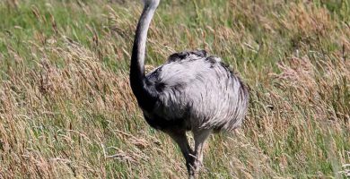 Ñandú (Rhea americana)