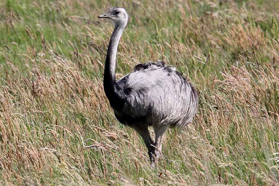 Ñandú (Rhea americana)