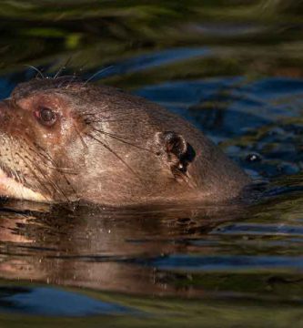 Nutria gigante (Pteronura brasiliensis)