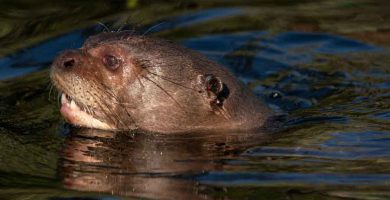 Nutria gigante (Pteronura brasiliensis)