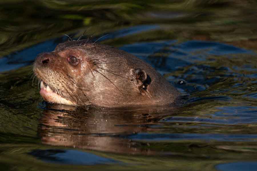 Nutria gigante (Pteronura brasiliensis)