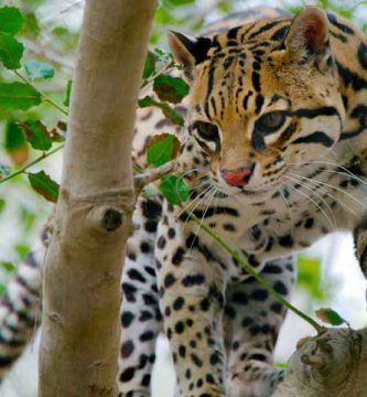 Ocelote (Leopardus pardalis)