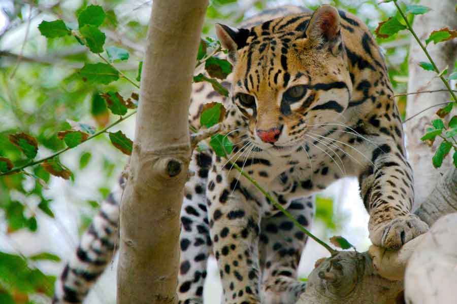 Ocelote (Leopardus pardalis)