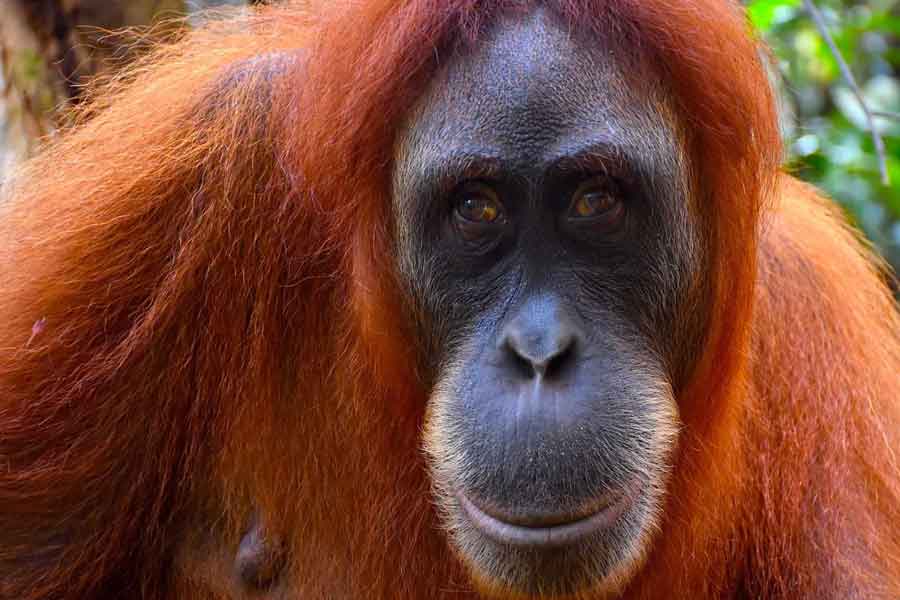 Orangután de Sumatra