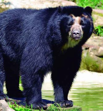 Oso de anteojos (Tremarctos ornatus)