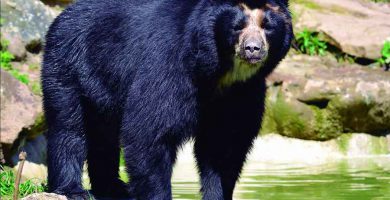 Oso de anteojos (Tremarctos ornatus)