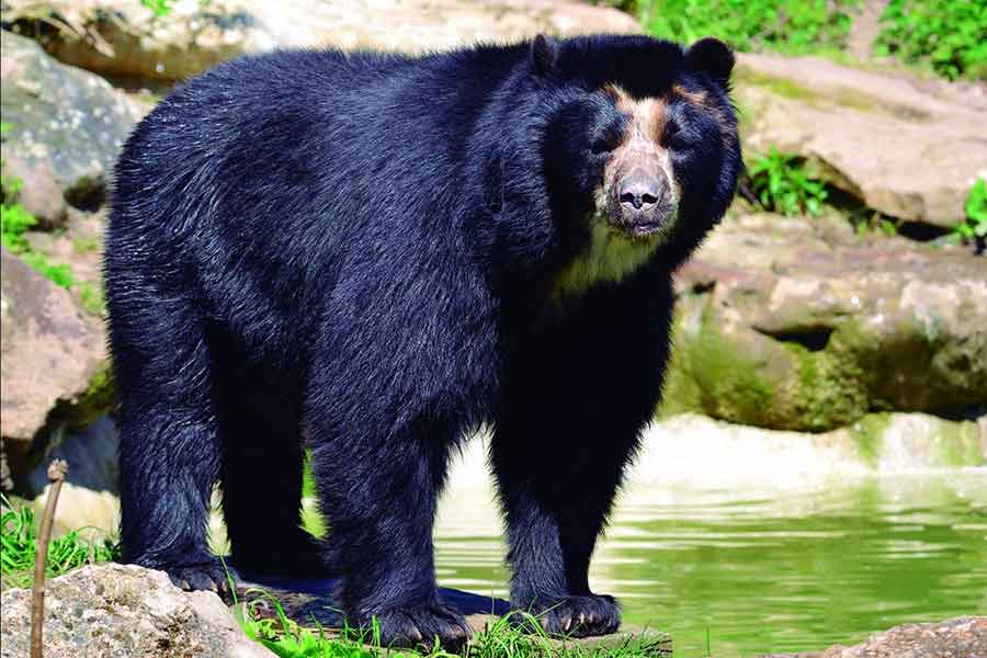 Oso de anteojos (Tremarctos ornatus)