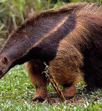 Oso hormiguero (Tamandua mexicana)