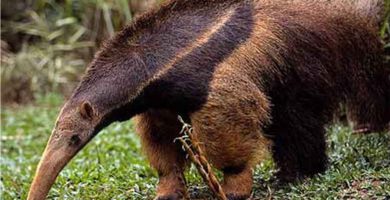 Oso hormiguero (Tamandua mexicana)