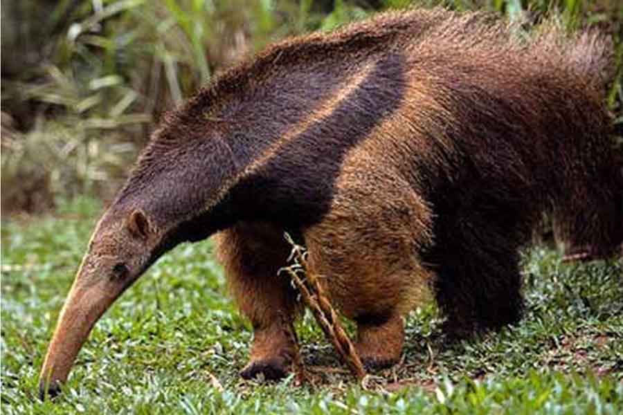 Oso hormiguero (Tamandua mexicana)