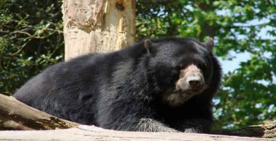 Oso mexicano (Ursus arctos nelsoni)