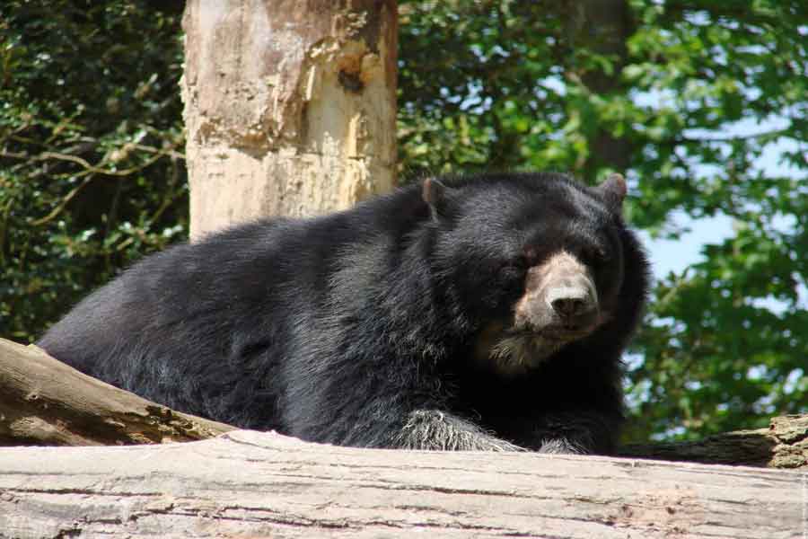 Oso mexicano (Ursus arctos nelsoni)