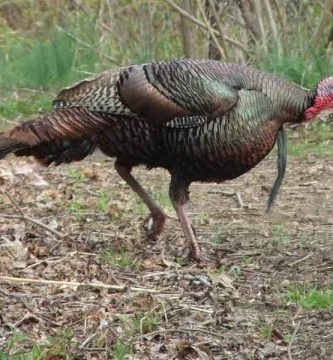 Pavo de monte