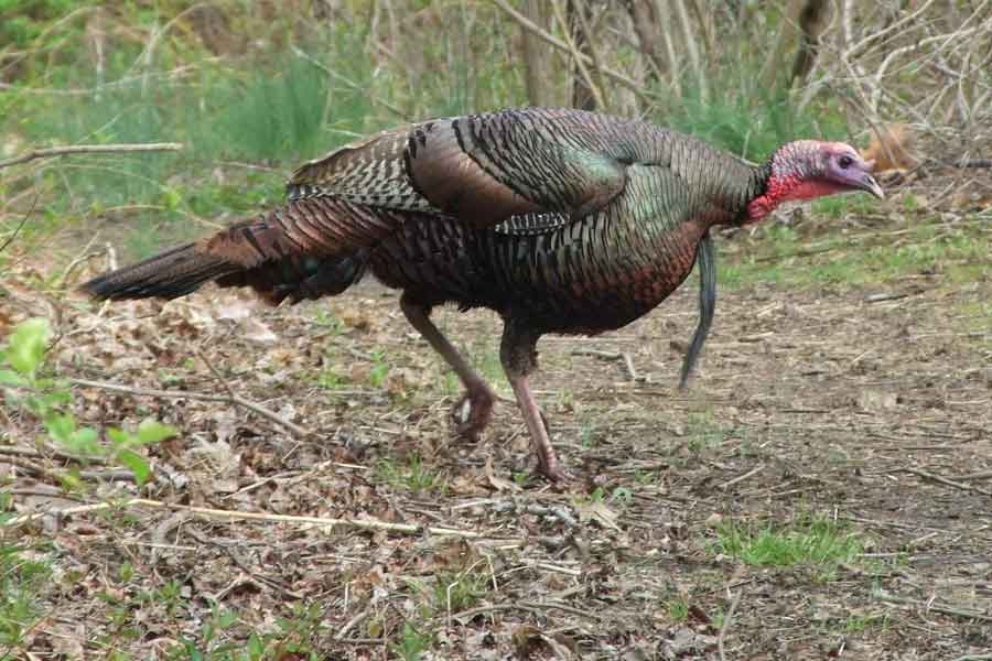 Pavo de monte