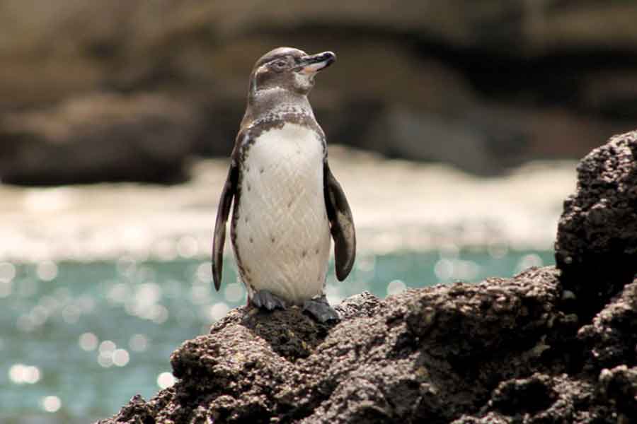 Pinguino de las Galápagos