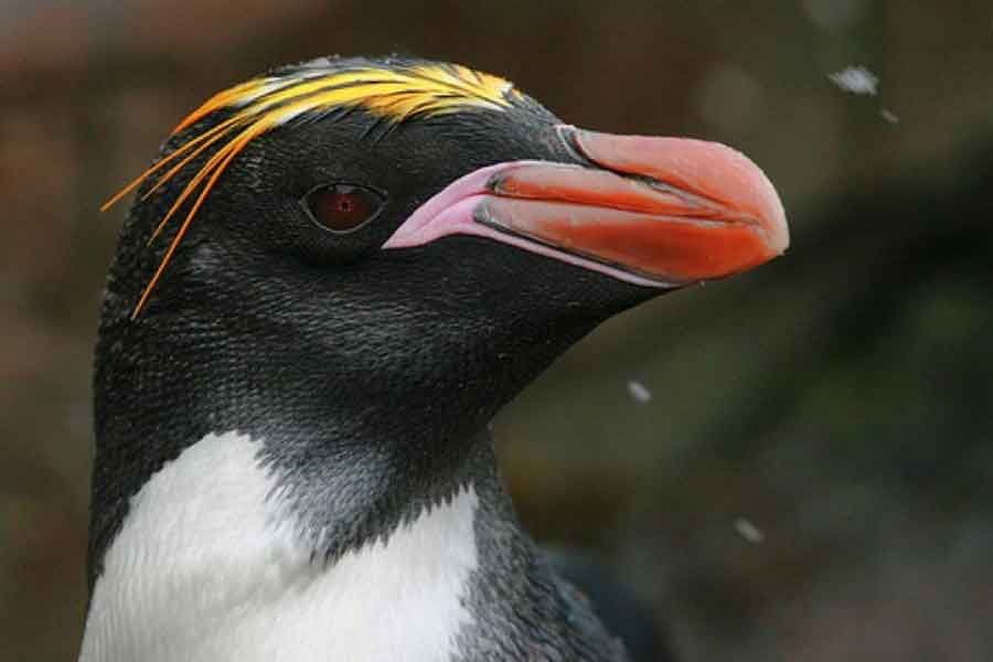 Pinguino penacho anaranjado