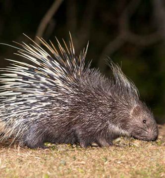 Puerco espín (Sphiggurus mexicanus)