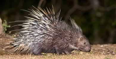 Puerco espín (Sphiggurus mexicanus)