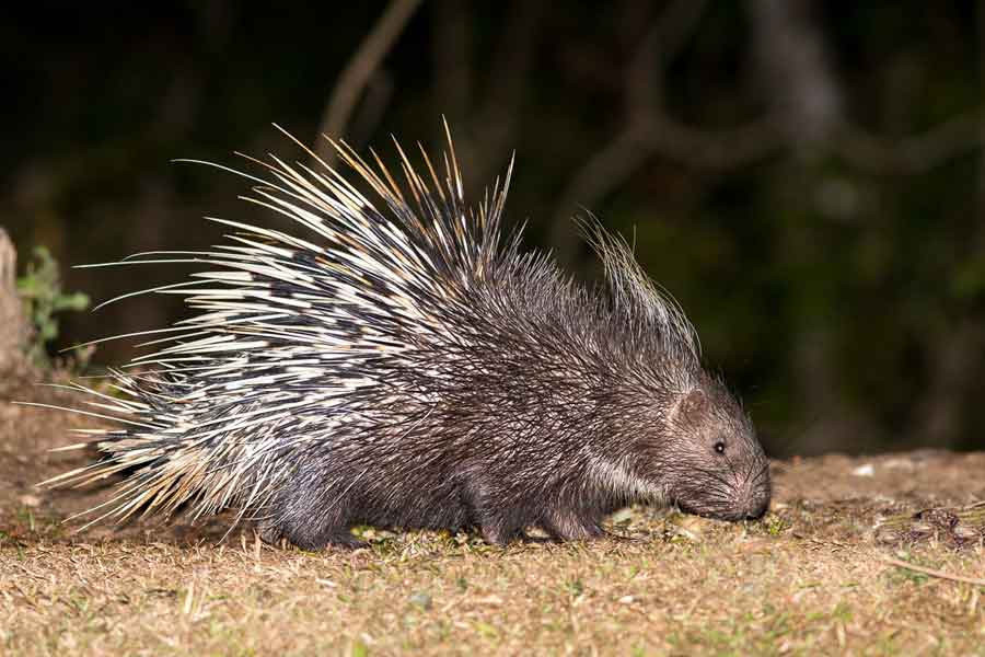 Puerco espín (Sphiggurus mexicanus)