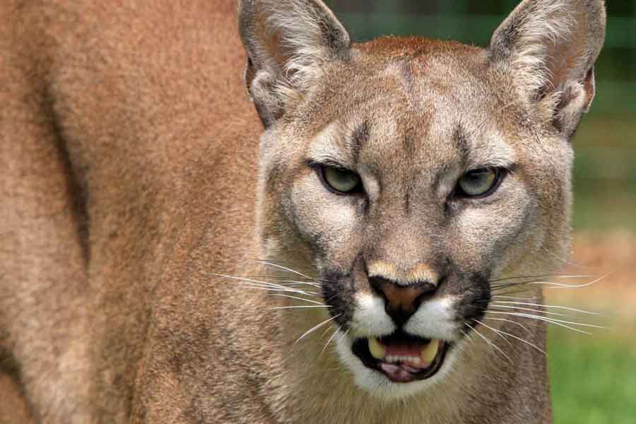 Puma (Puma concolor)