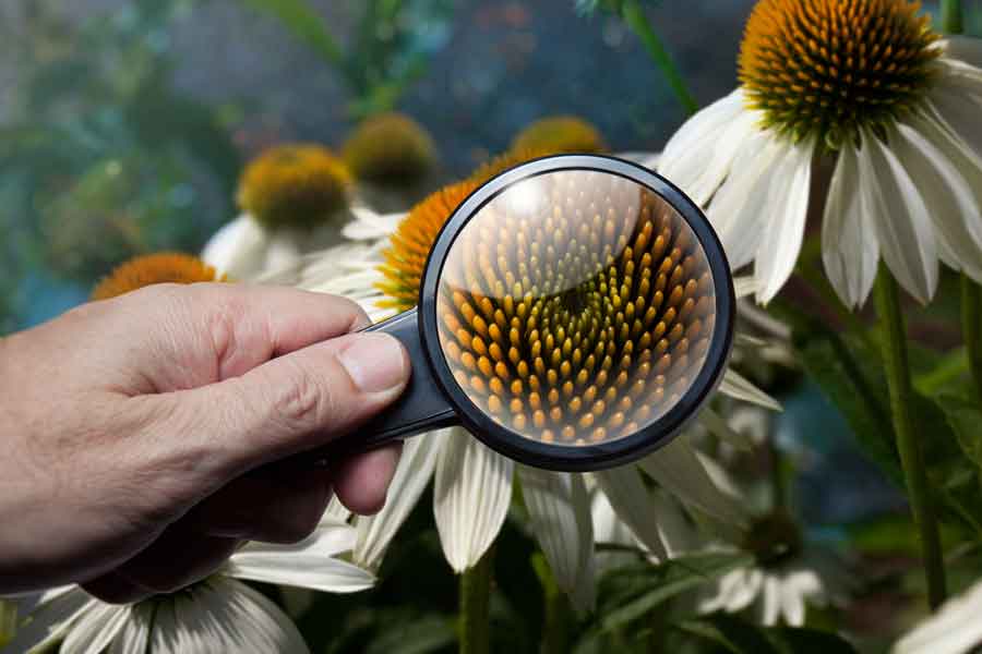 La botánica