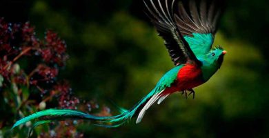 Quetzal (Pharomachrus mocinno)