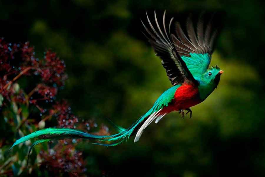 Quetzal (Pharomachrus mocinno)