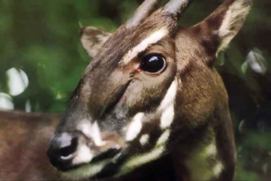 Saola