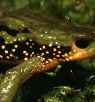 Sapo de Perú (Atelopus peruensis)