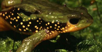 Sapo de Perú (Atelopus peruensis)