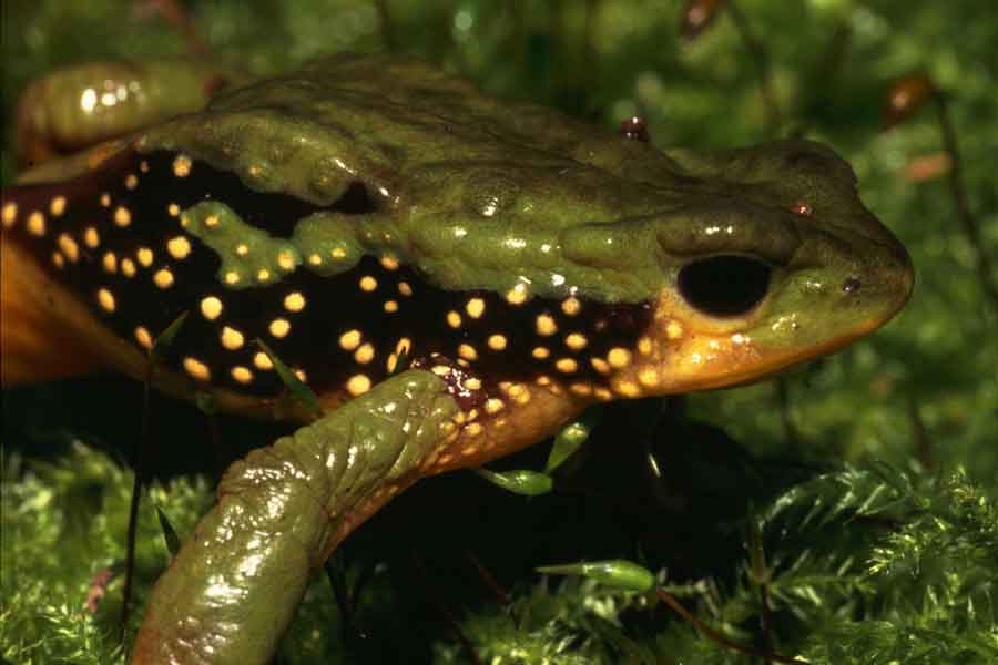 Sapo de Perú (Atelopus peruensis)